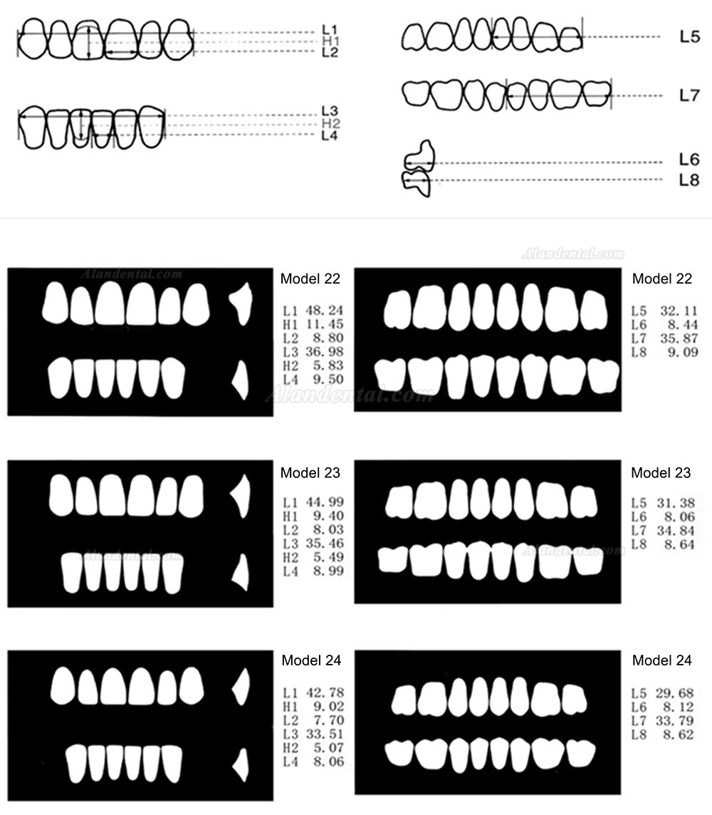 CAIYU Dental Resin Dentures (Flexible Bilateral Symmetrical) A1/A2/A3/A3.5/A4
